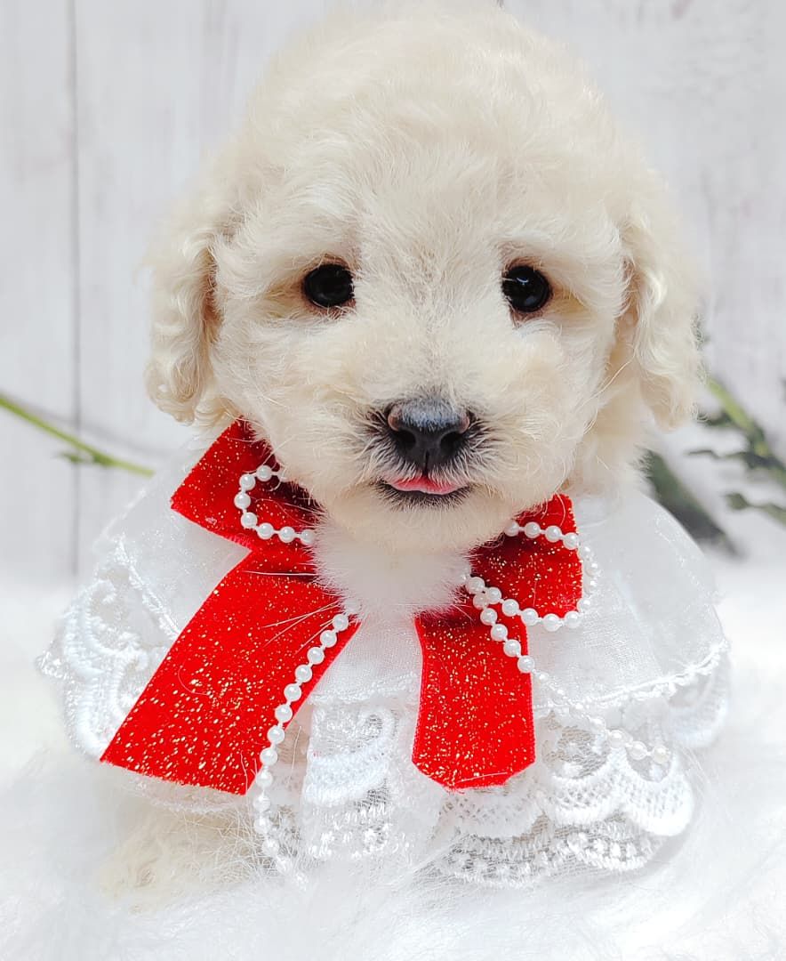 Maltipoo 马尔泰迪