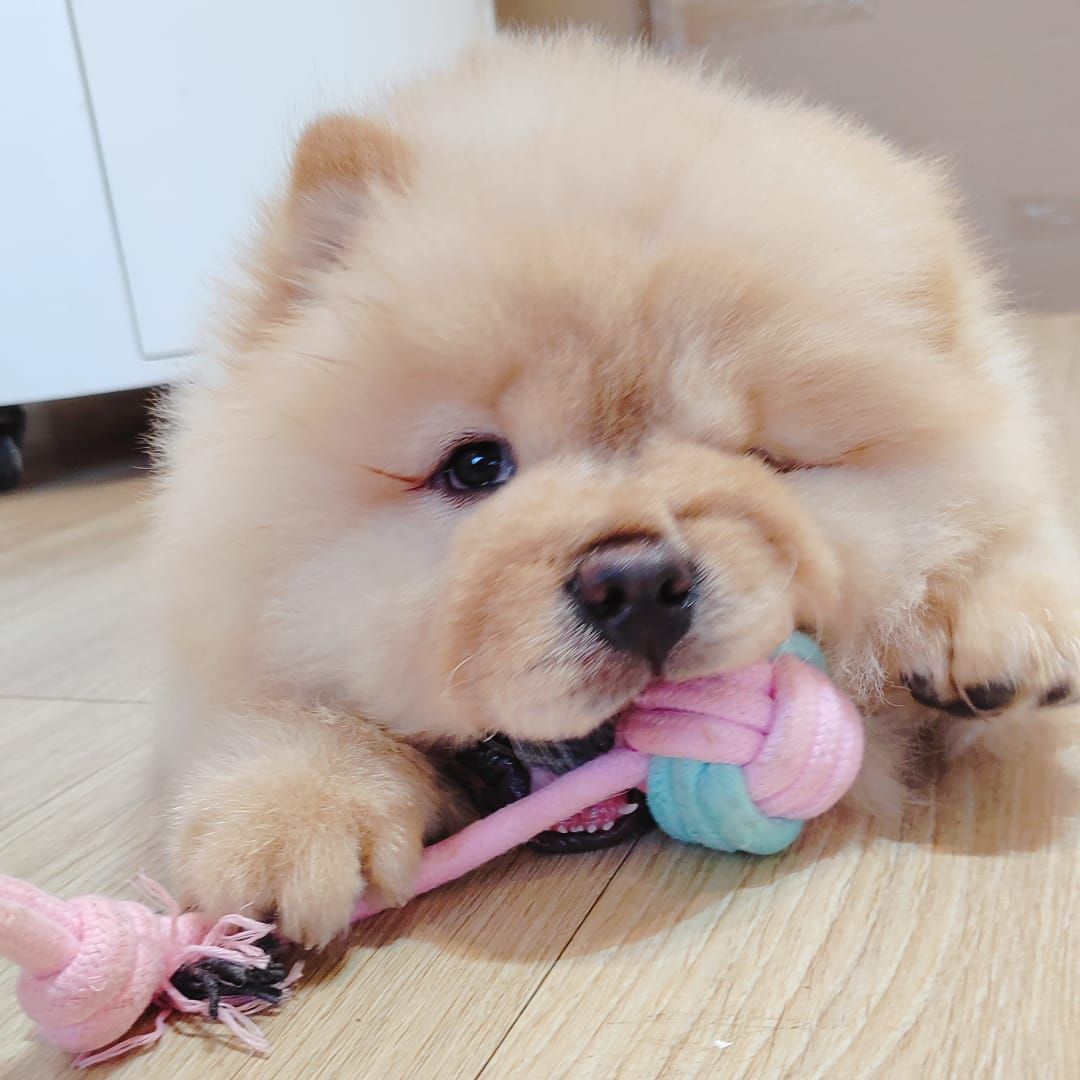 Chow Chow 松狮犬