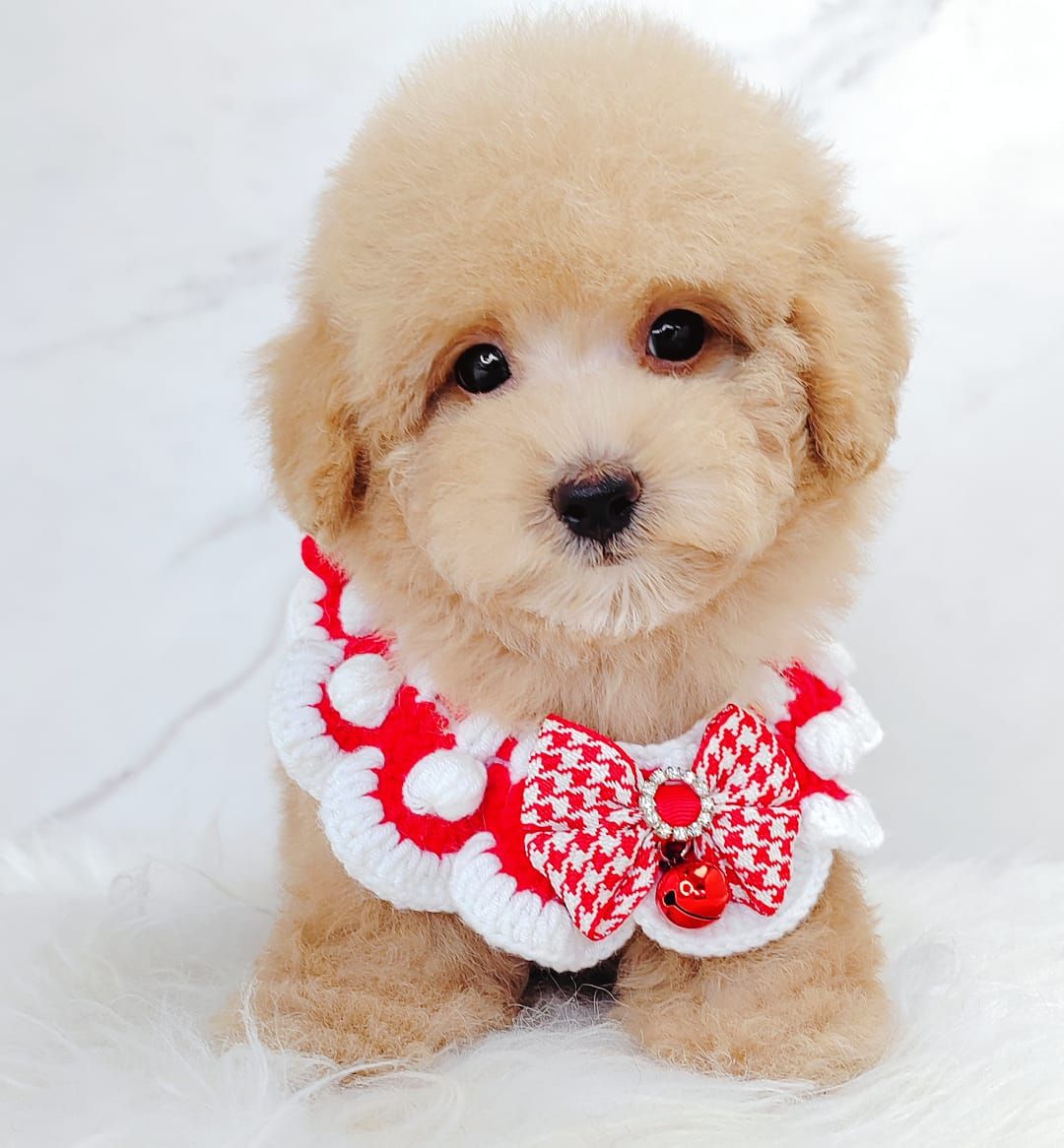 Poodle 娉拌开璐靛