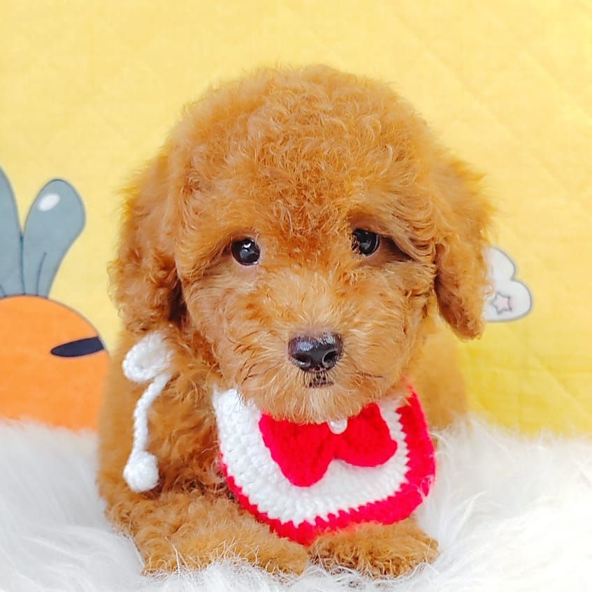 Poodle 娉拌开璐靛