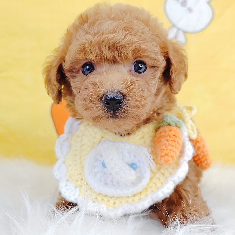 Poodle 娉拌开璐靛