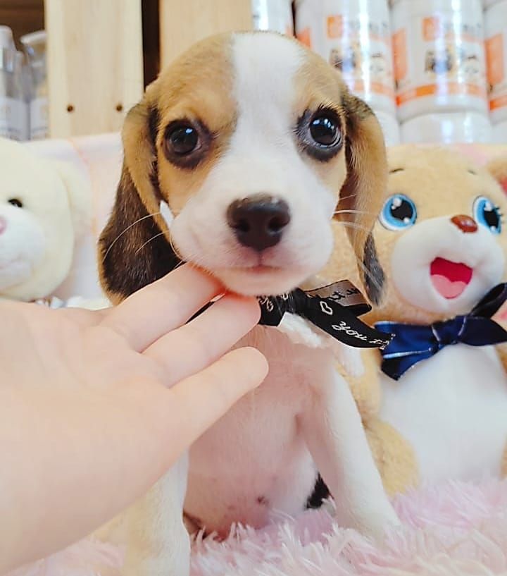 Beagle 米格鲁