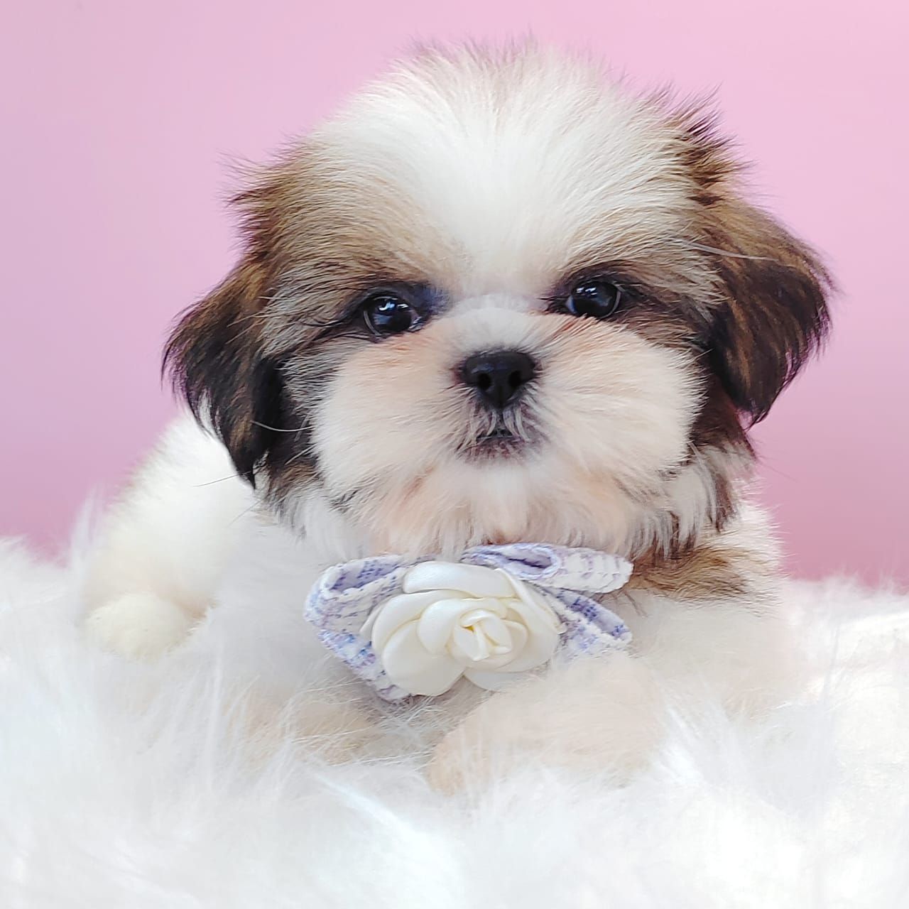 Shih Tzu 西施