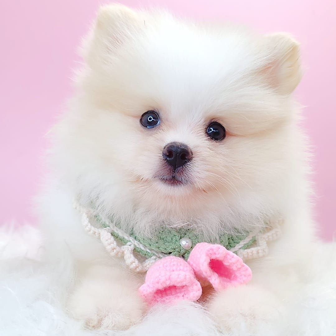 Pomeranian 博美