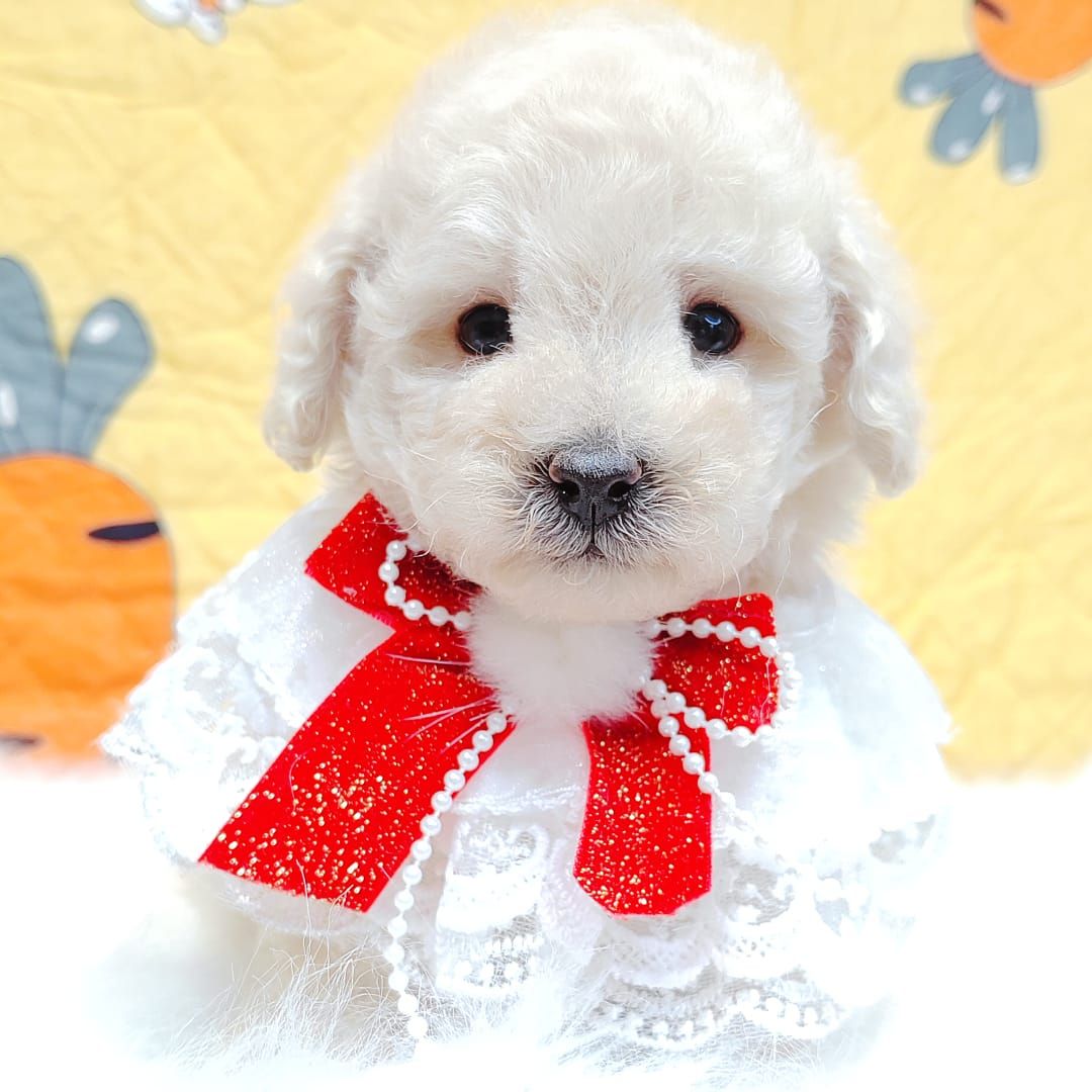 Maltipoo 马尔泰迪