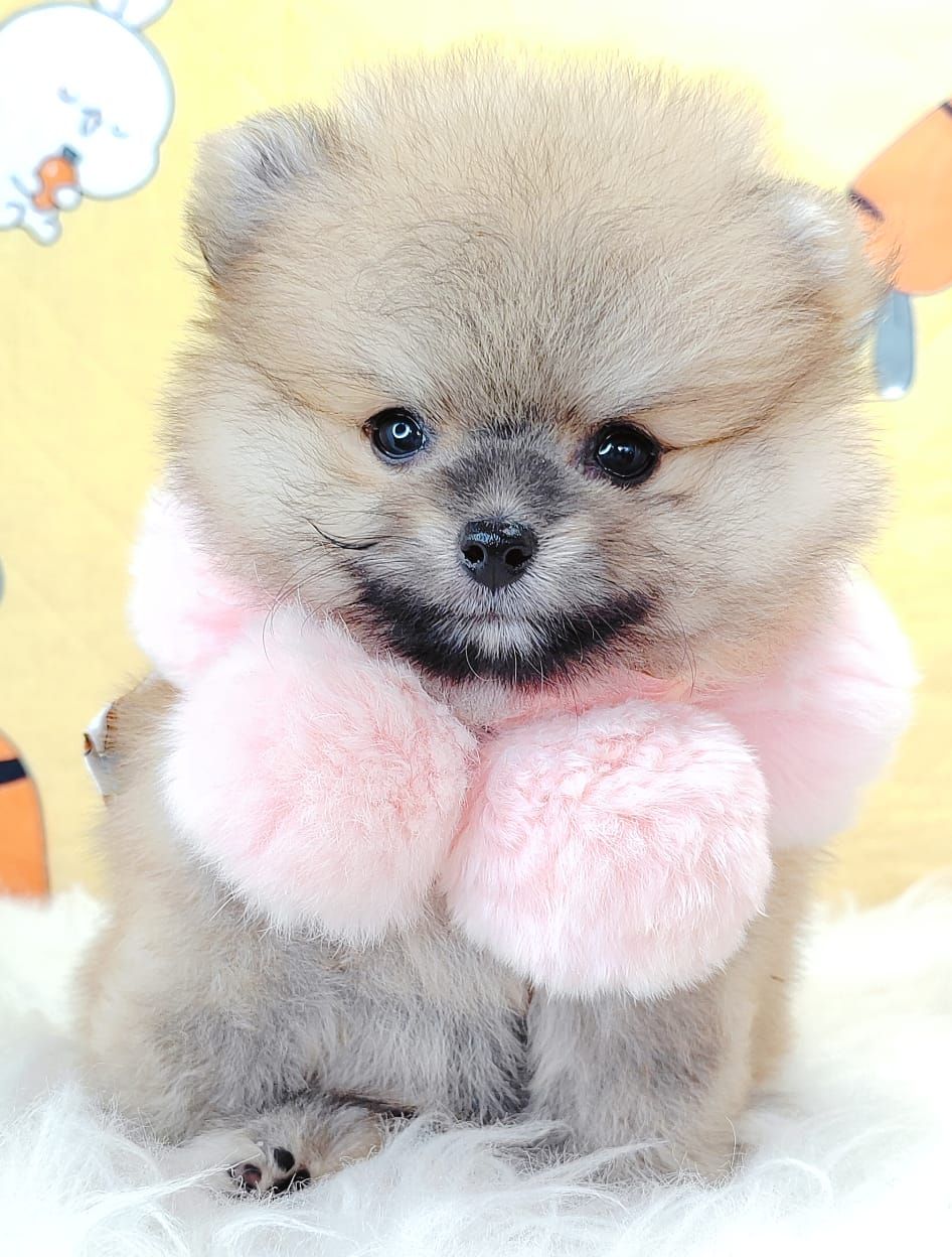 Pomeranian 博美