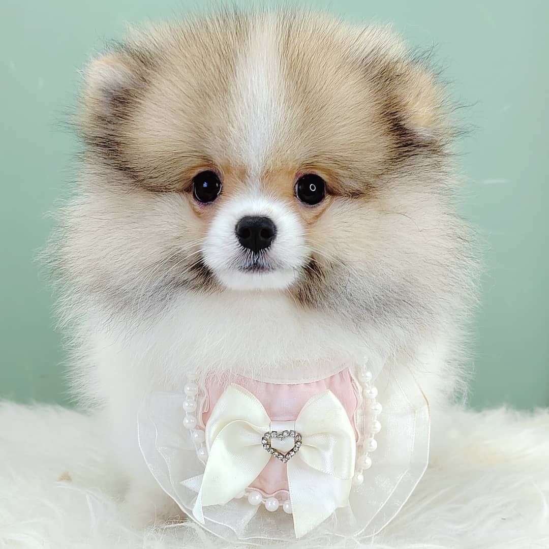Pomeranian 博美