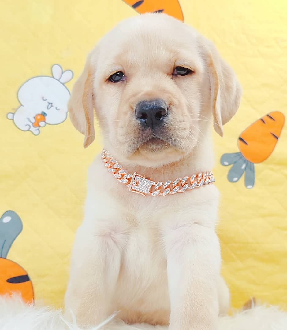Labrador Retriever 拉布拉多