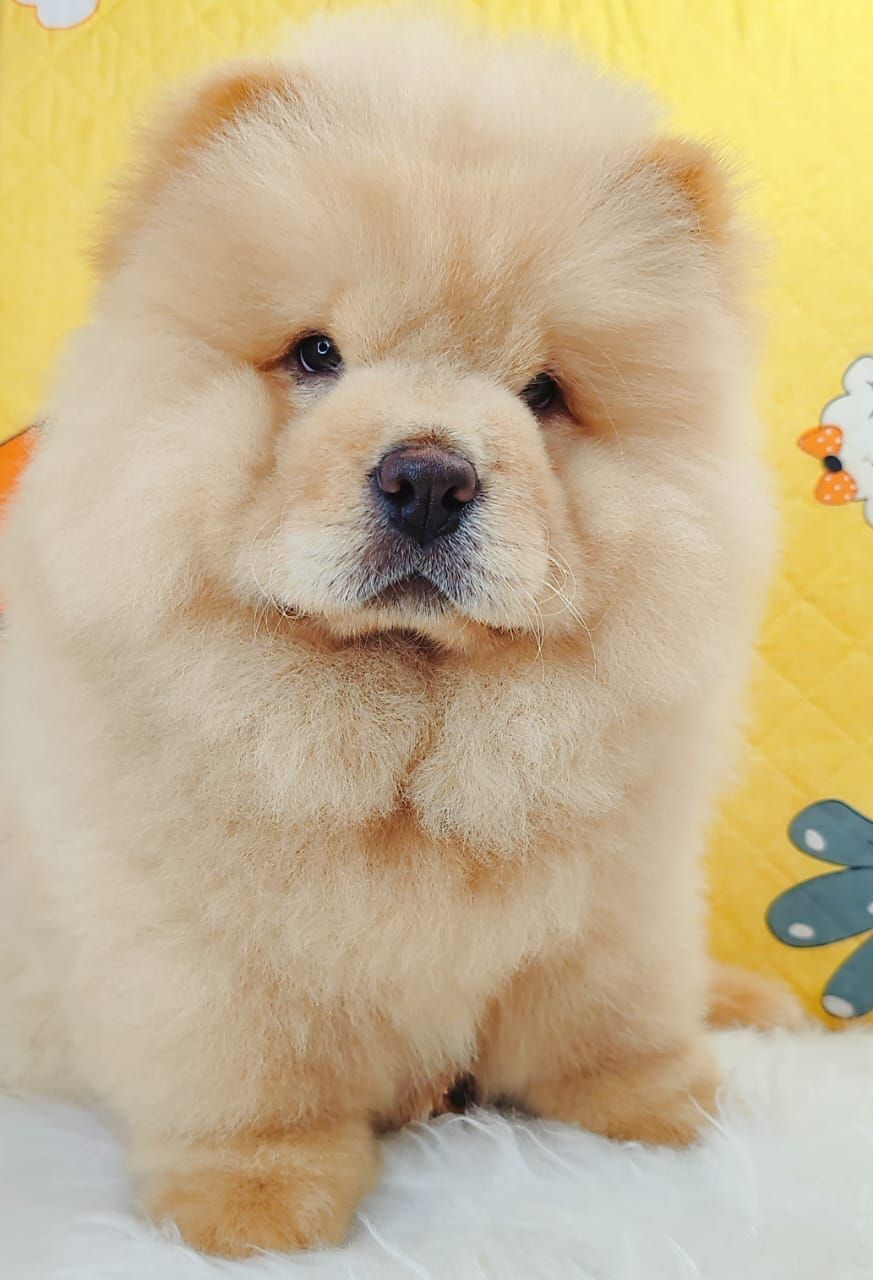 Chow Chow 松狮犬