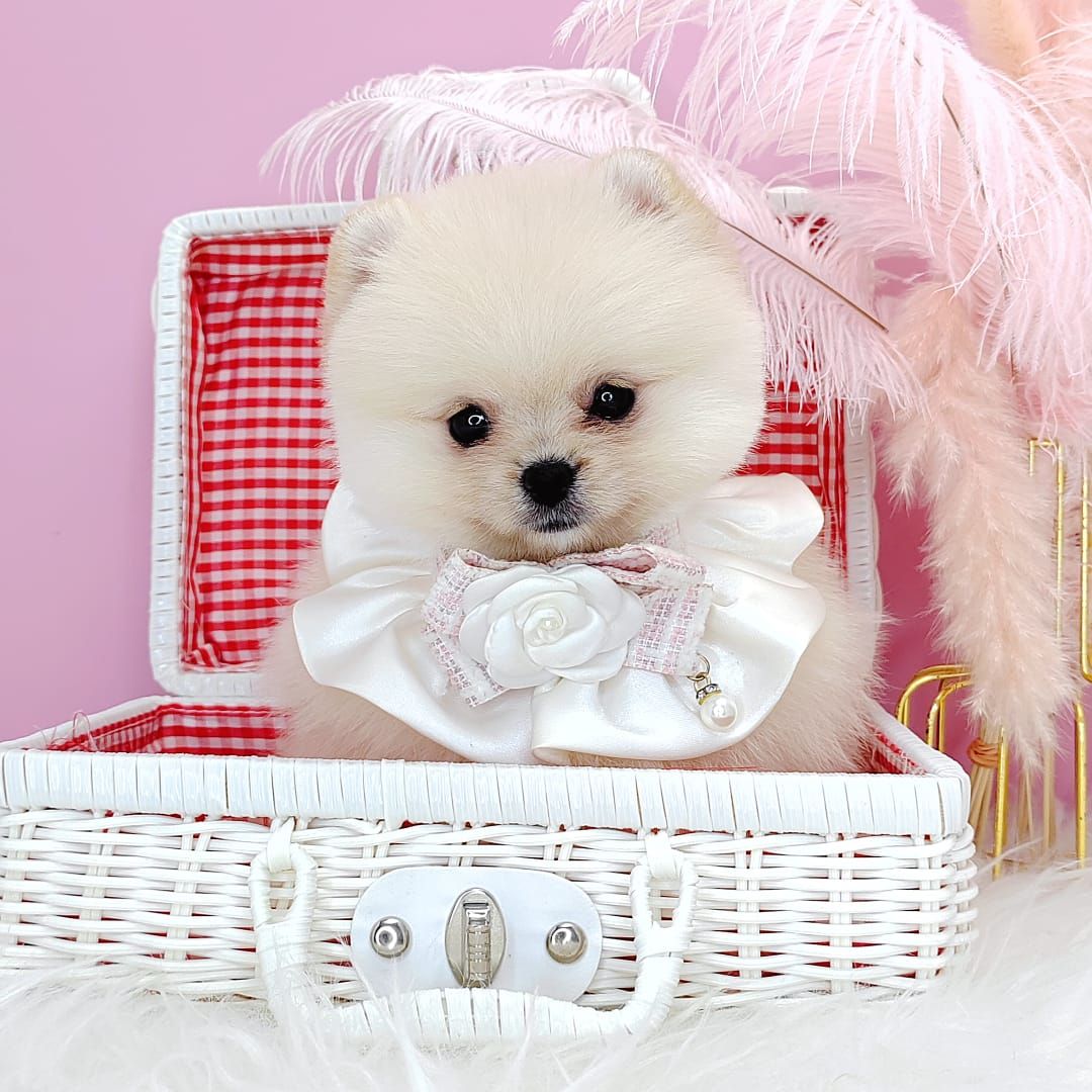 Pomeranian 博美