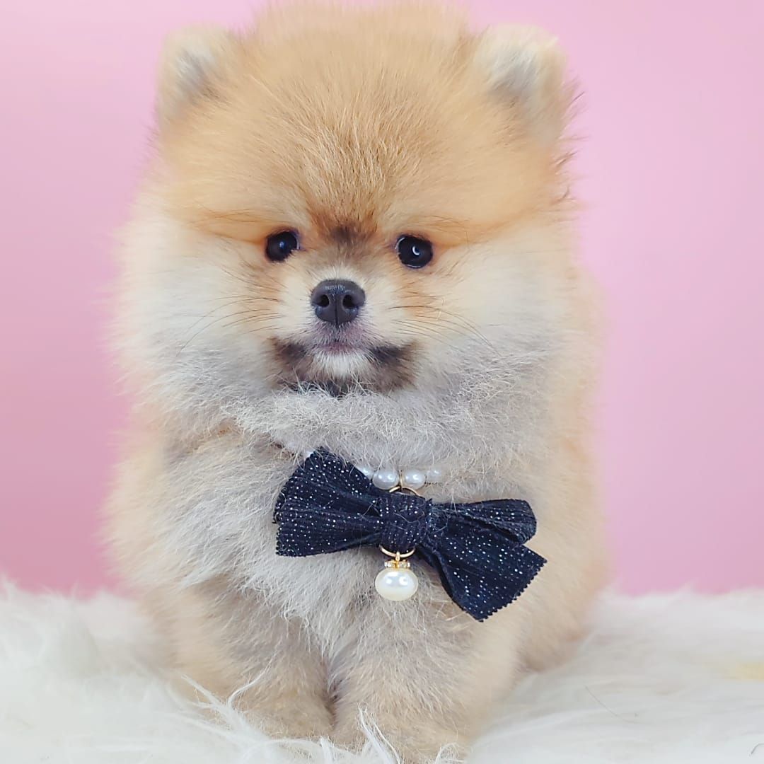 Pomeranian 博美