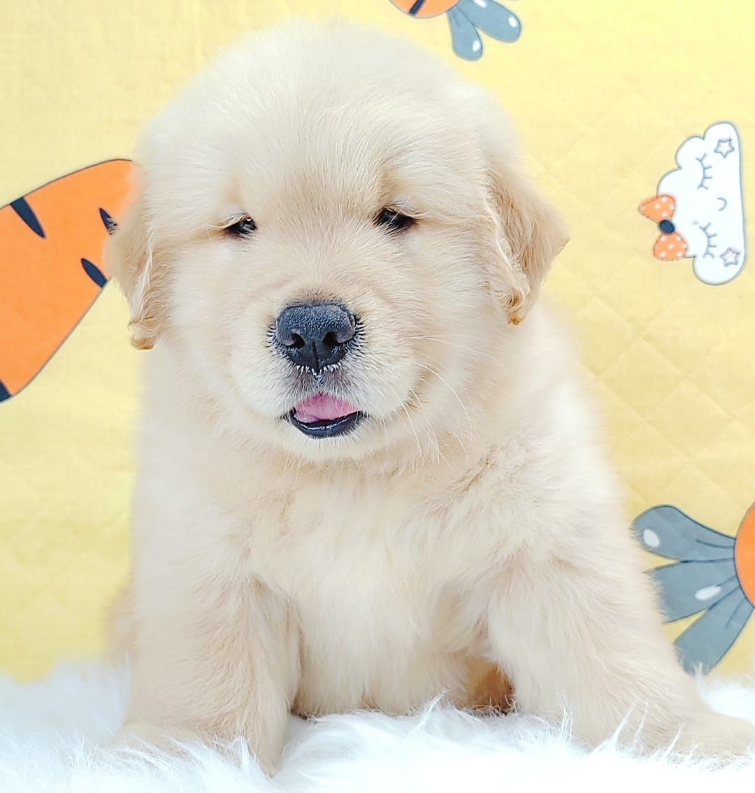 Golden Retriever 黄金猎犬
