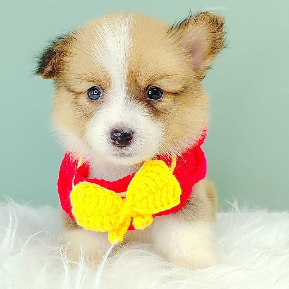 Corgi 柯基