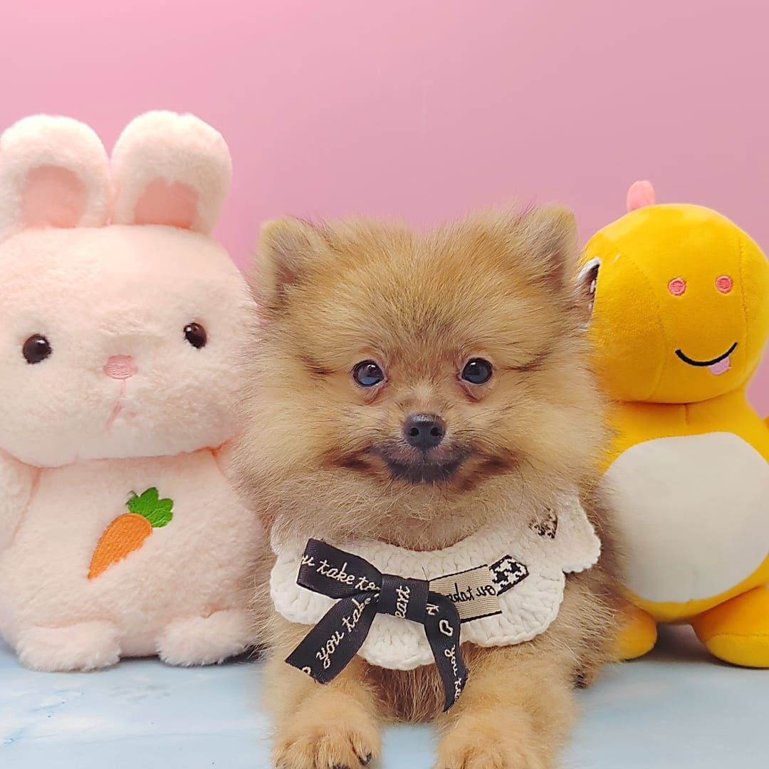 Pomeranian 博美