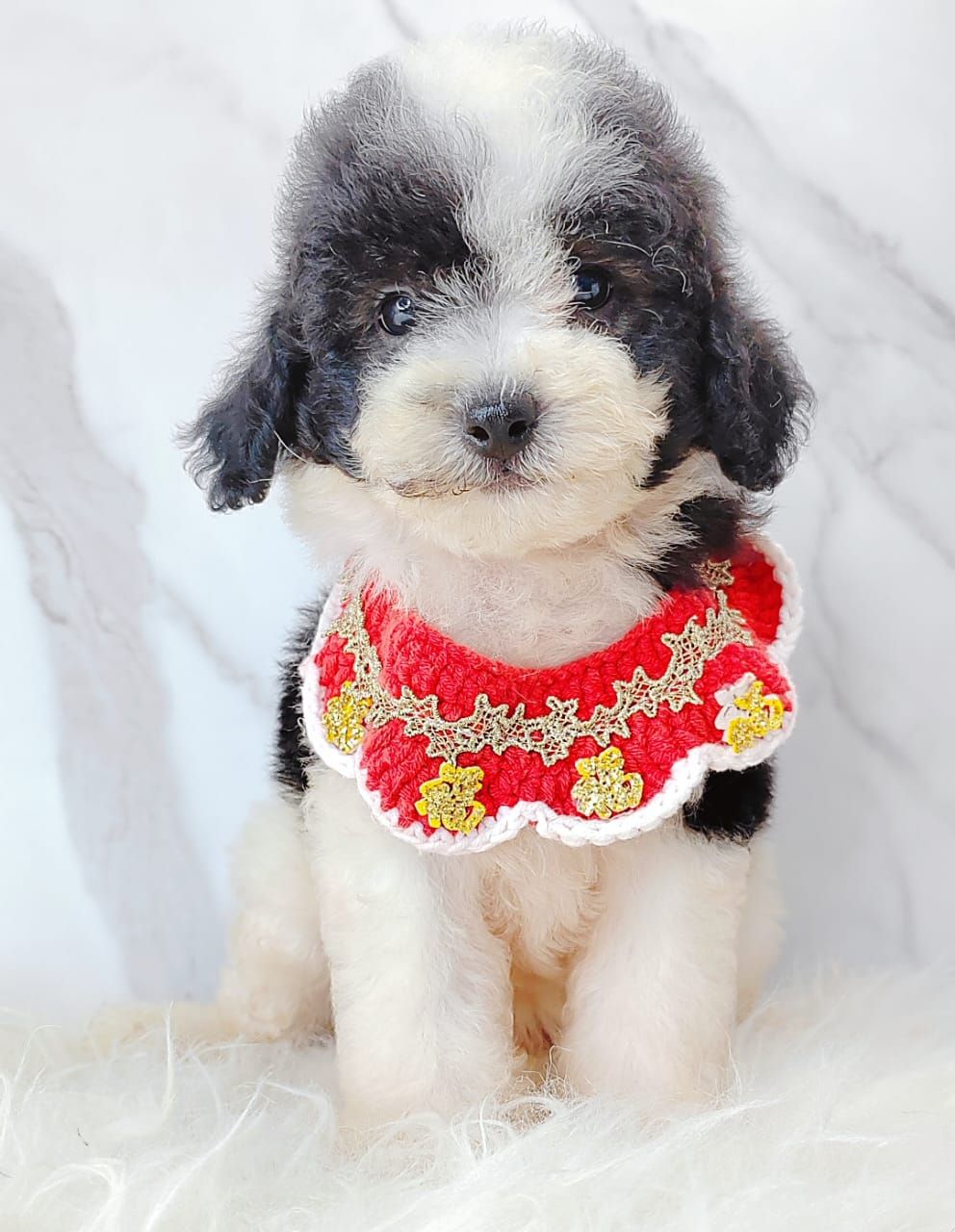 Poodle 娉拌开璐靛