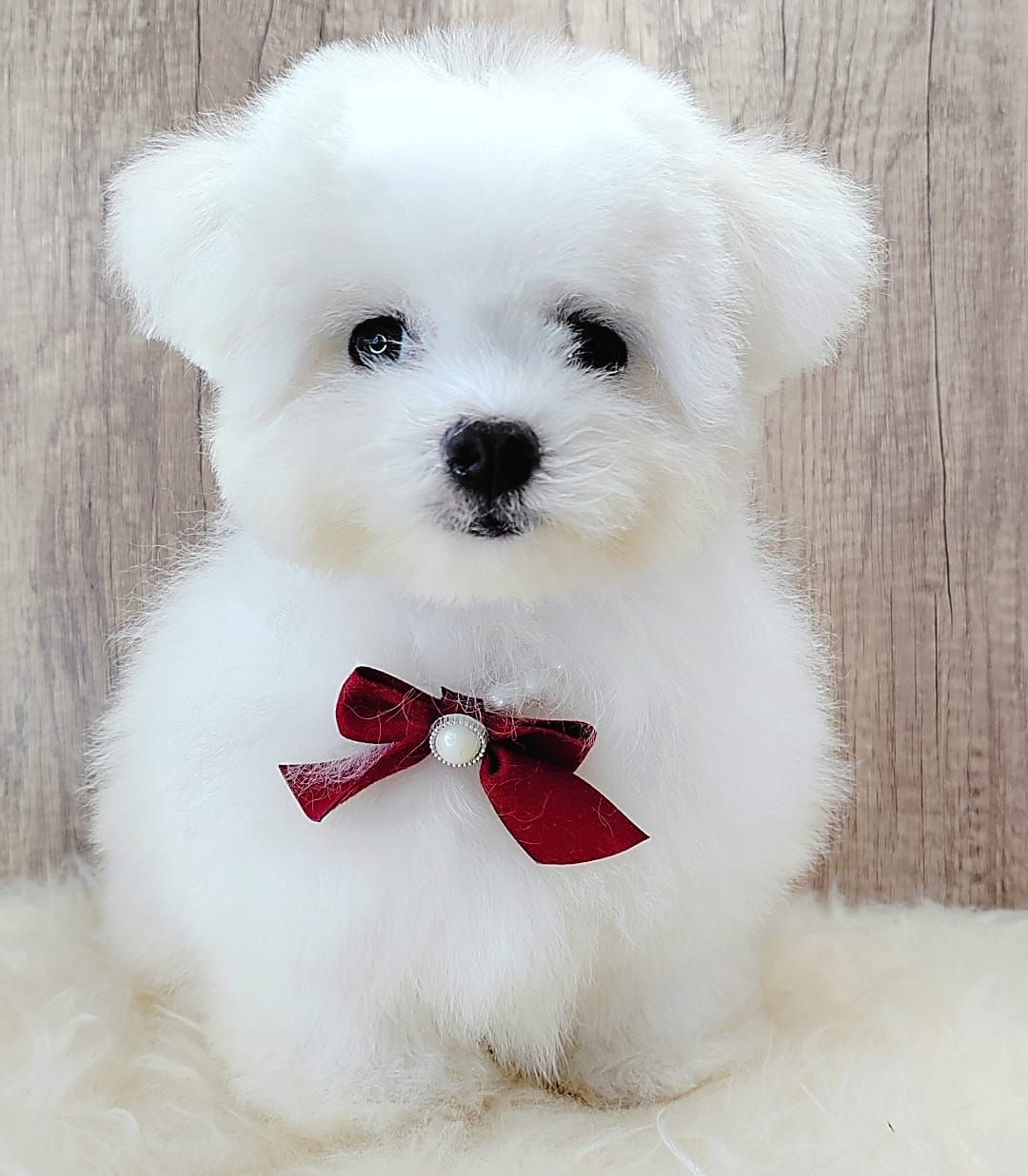 Maltipoo 马尔泰迪