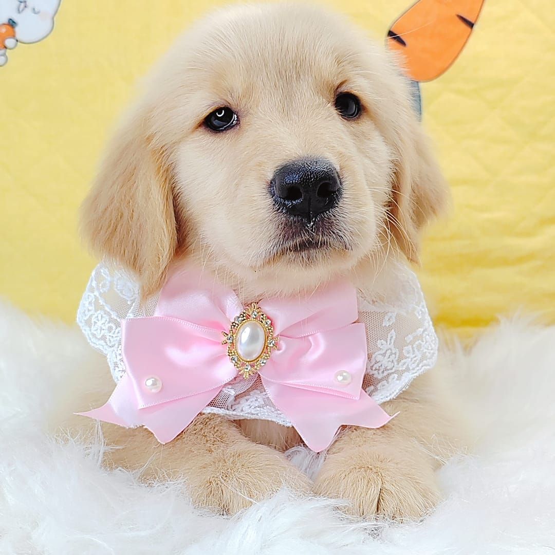Golden Retriever 黄金猎犬