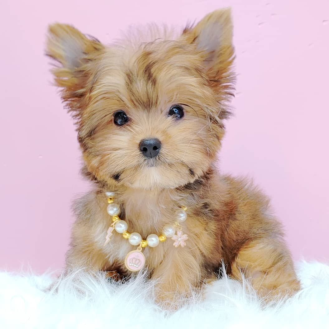 Yorkshire Terrier 约克夏
