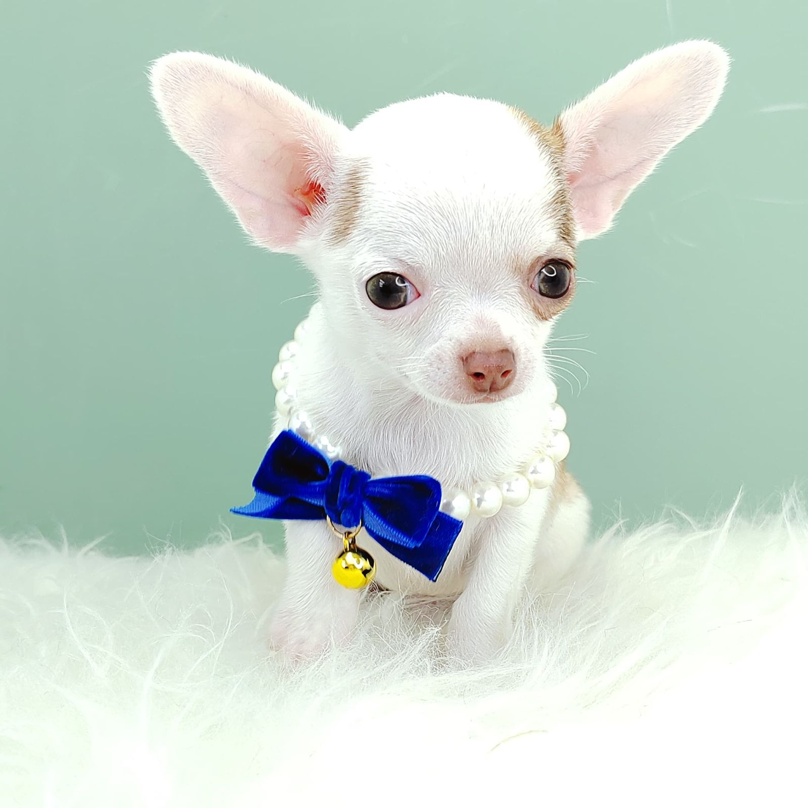 Chihuahua 吉娃娃