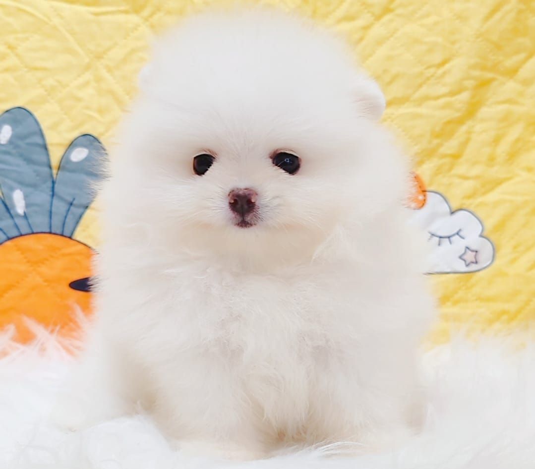 Pomeranian 博美