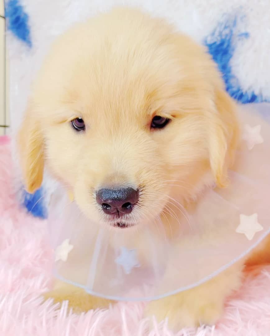 Golden Retriever 黄金猎犬