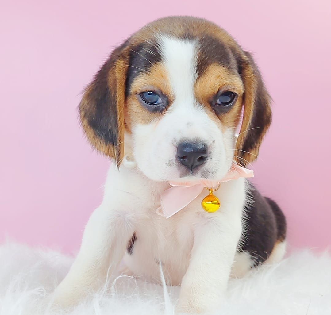 Beagle 米格鲁