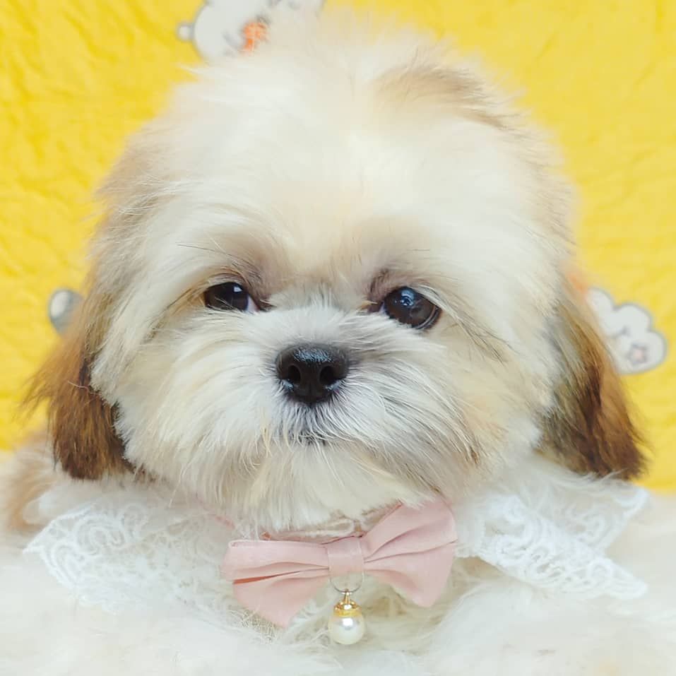 Shih Tzu 西施