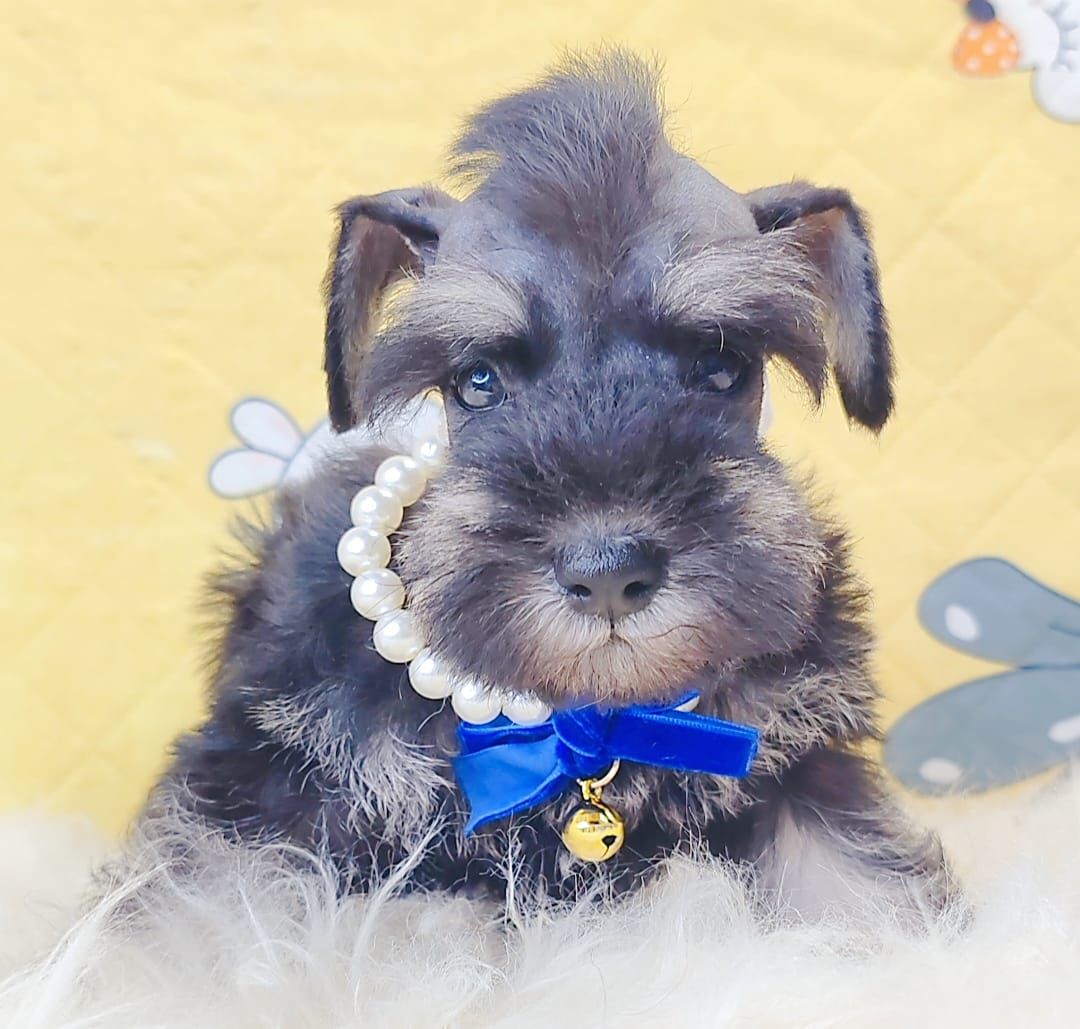 Schnauzer 雪纳瑞