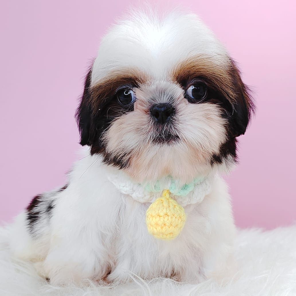 Shih Tzu 西施