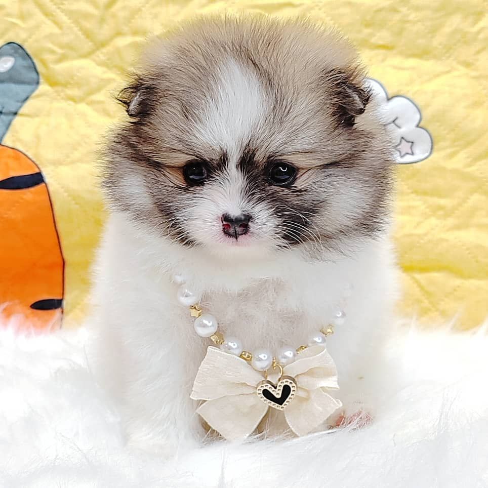 Pomeranian 博美