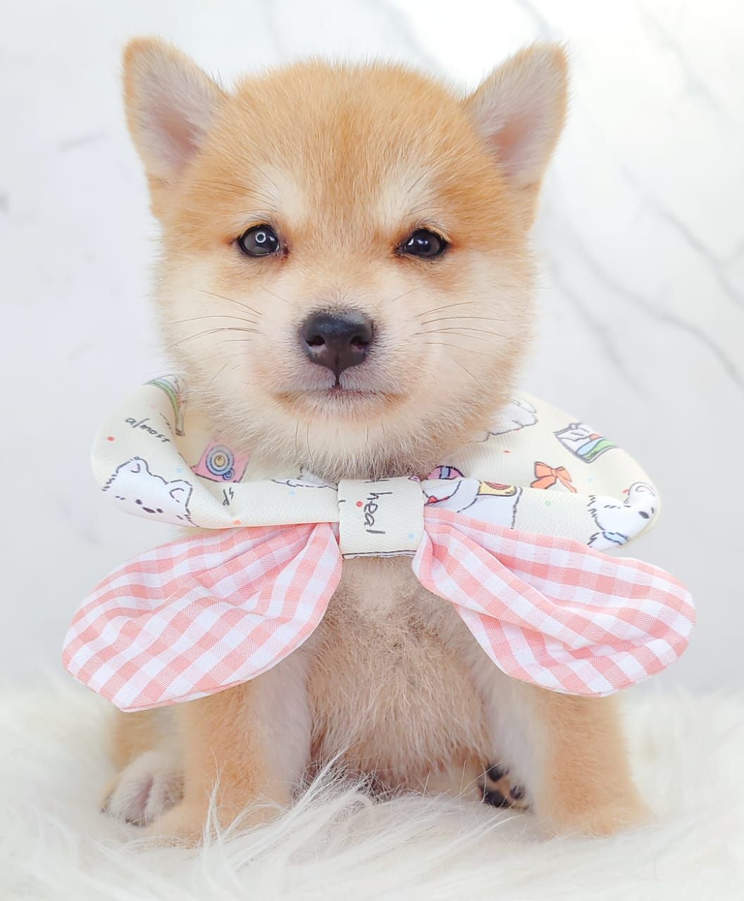 MameShiba Inu 豆柴柴犬