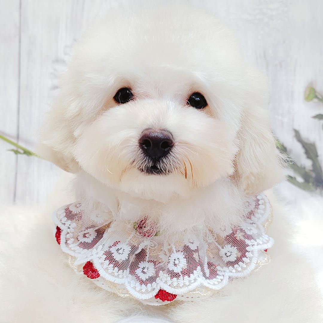 Bichonpoo 泰迪熊