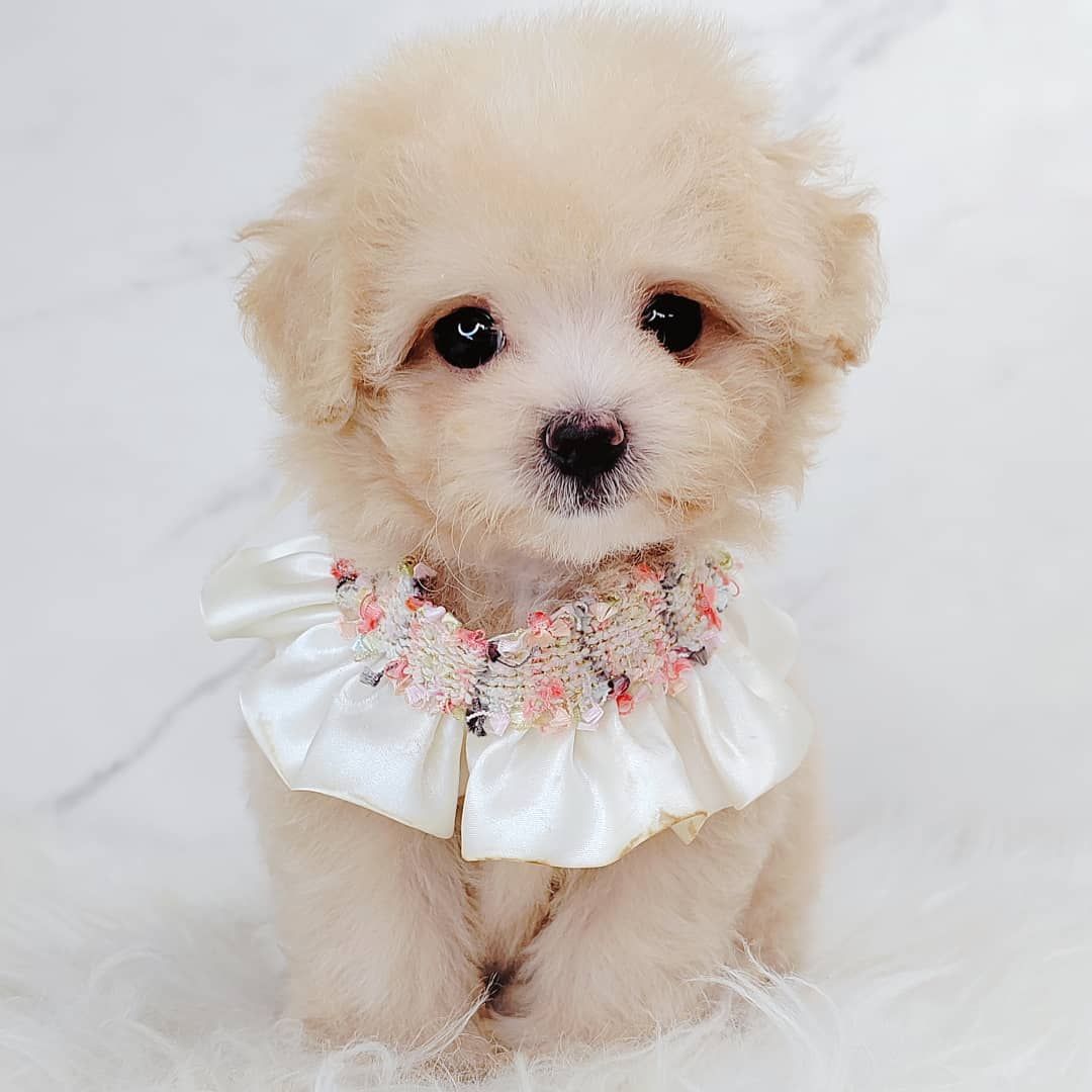 Maltipoo 马尔泰迪