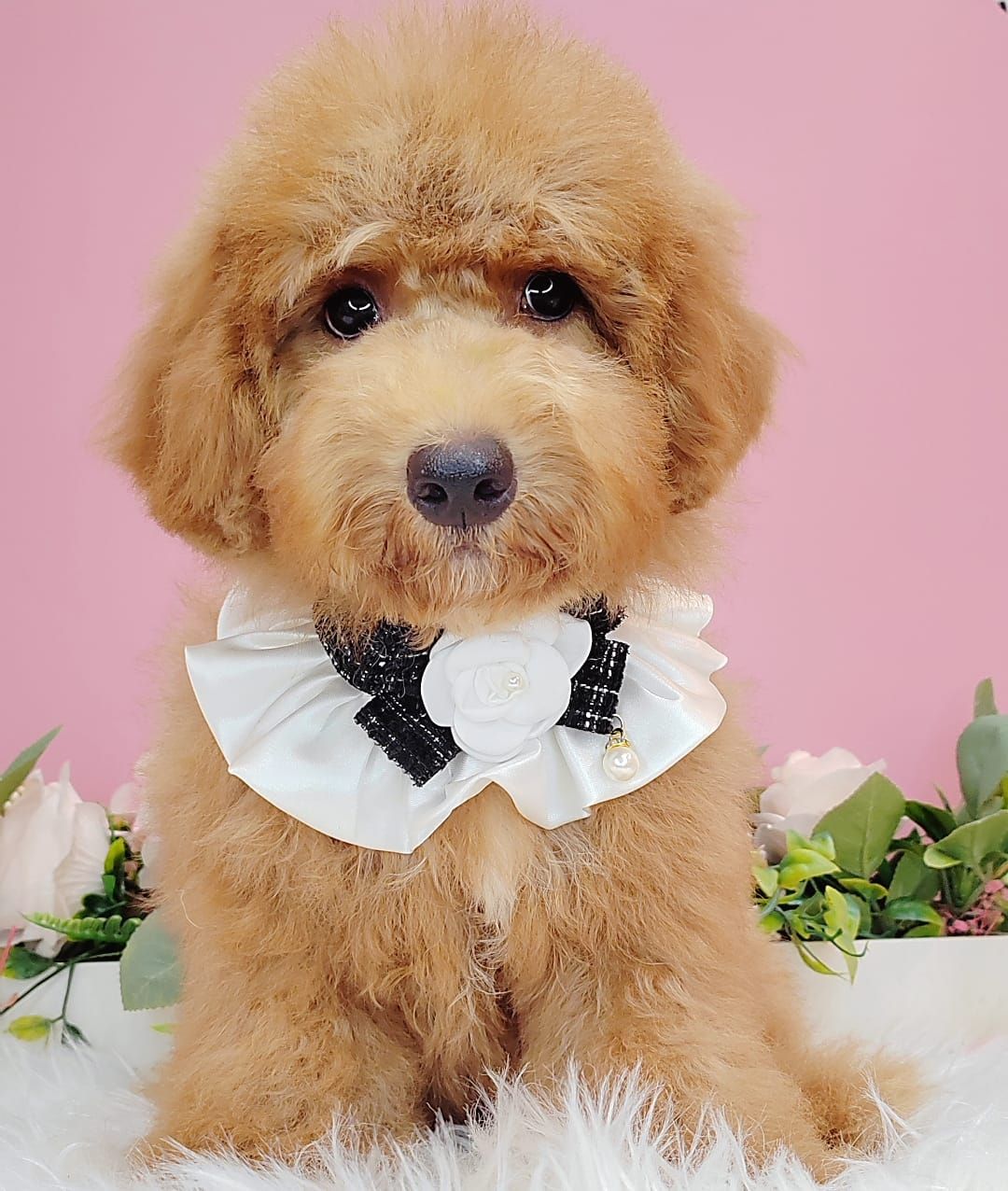 Poodle 娉拌开璐靛