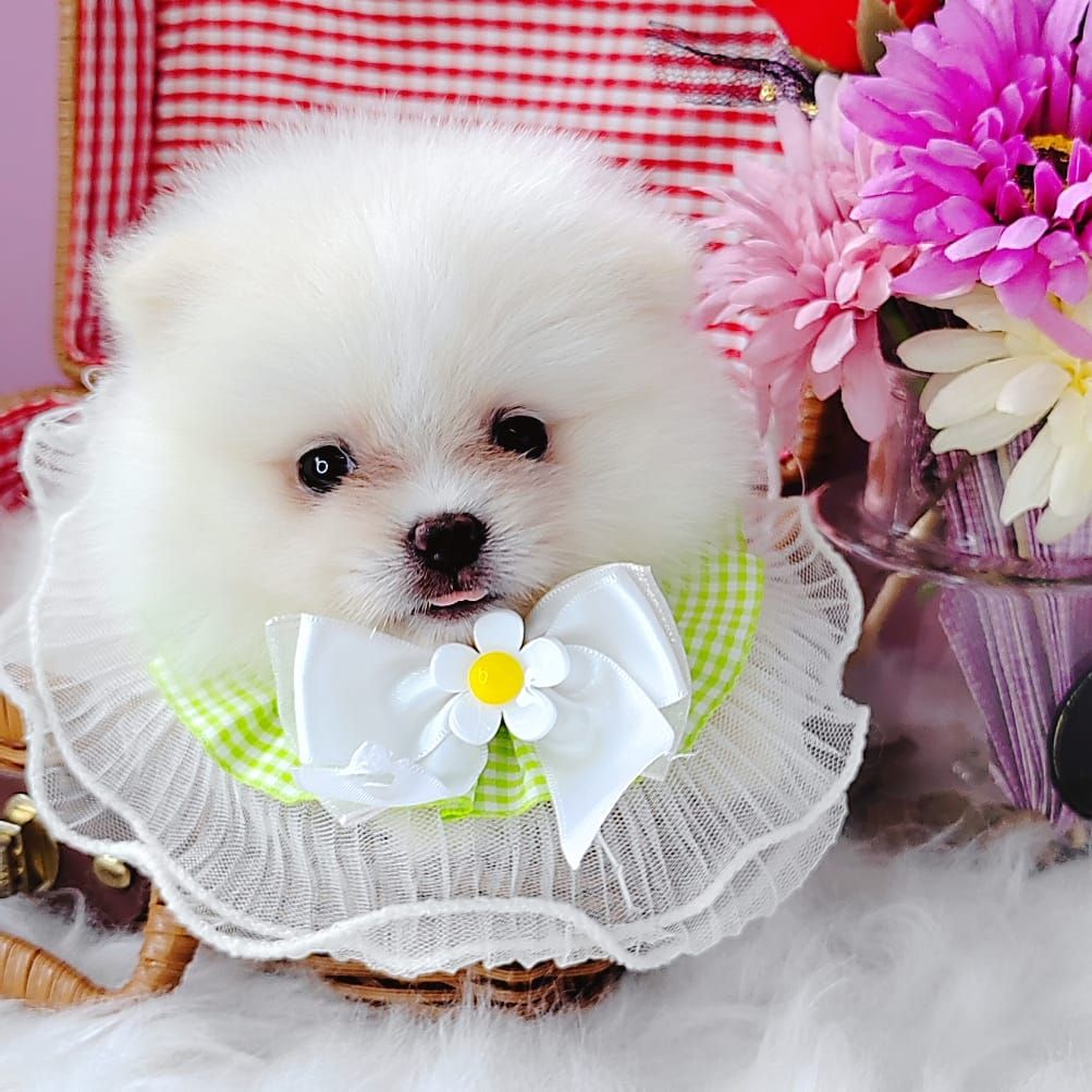 Pomeranian 博美