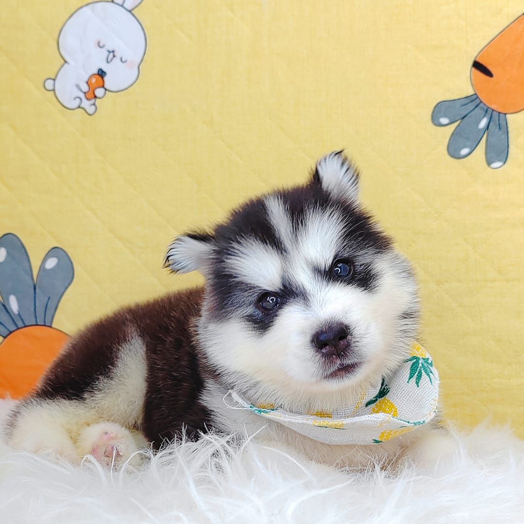 Wooly Husky 哈士奇