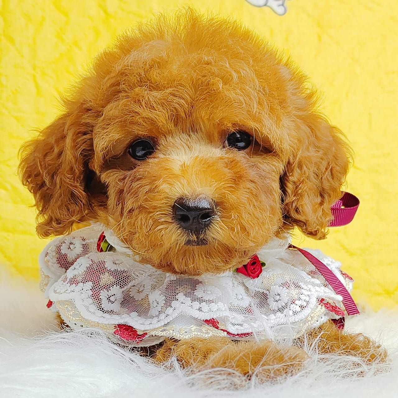 Poodle 娉拌开璐靛