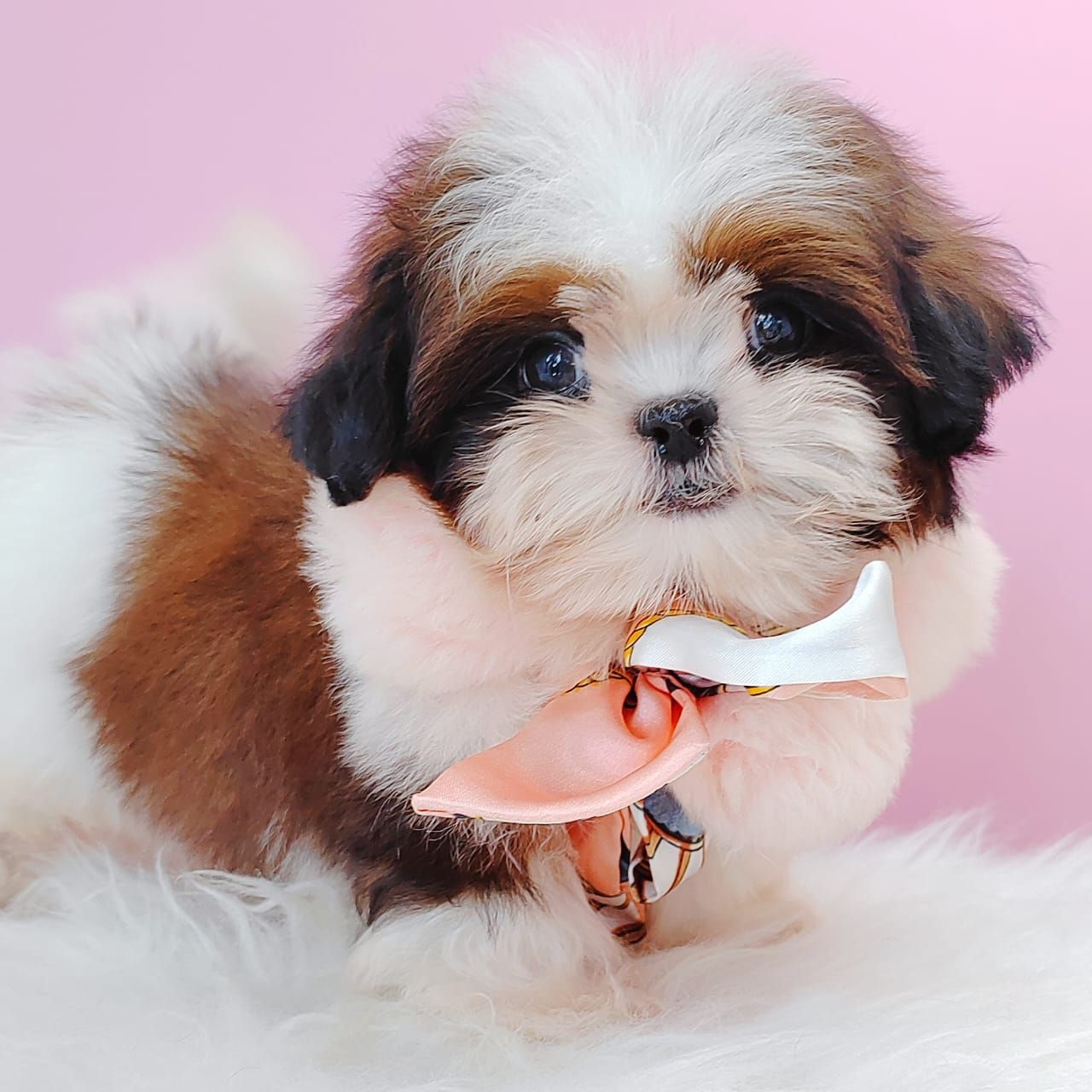 Shih Tzu 西施