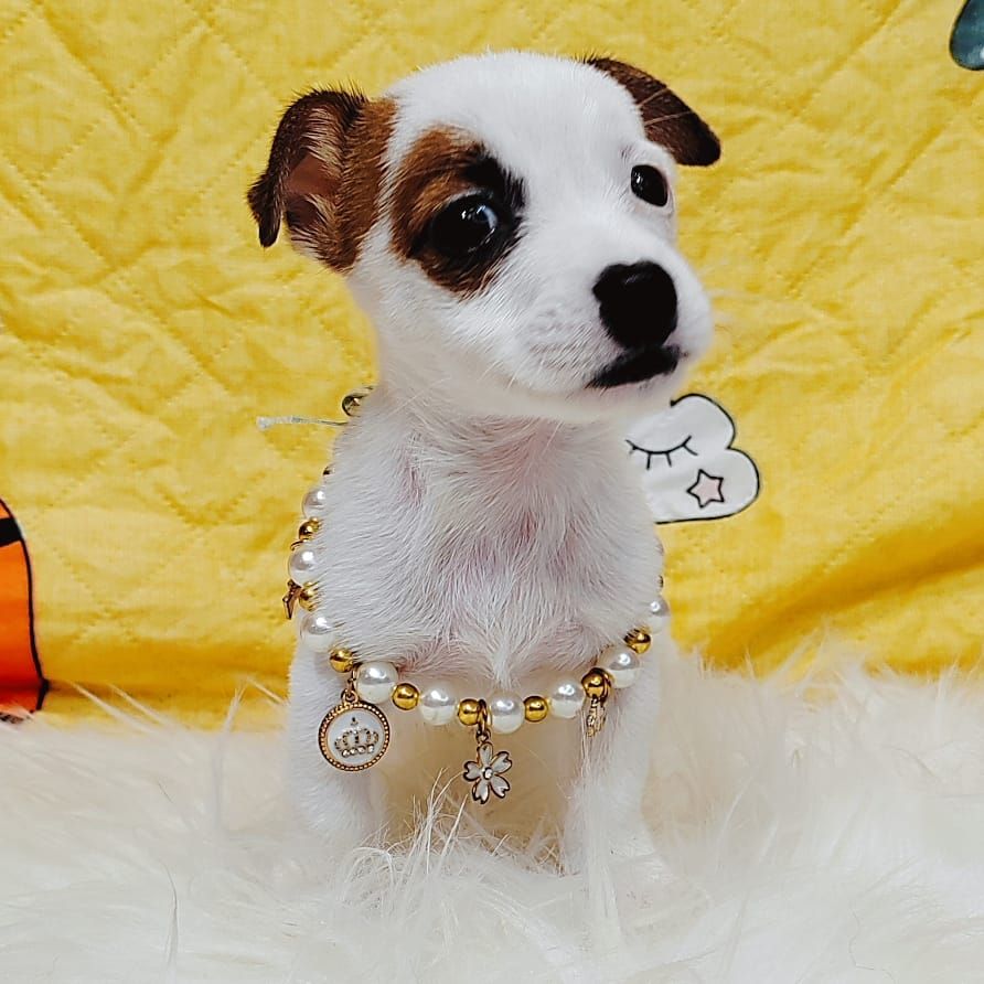 Jack Russell Terrier 杰克罗素梗