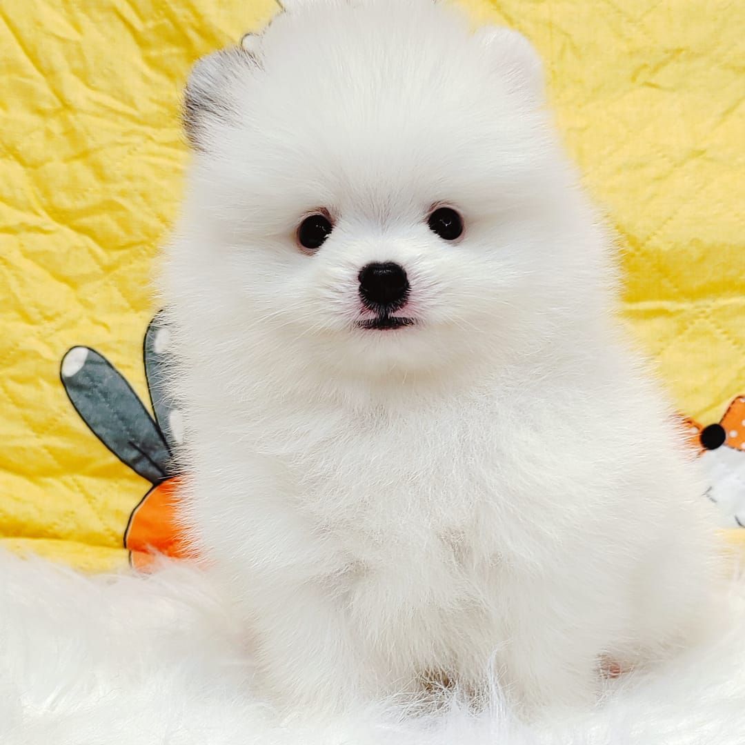 Pomeranian 博美