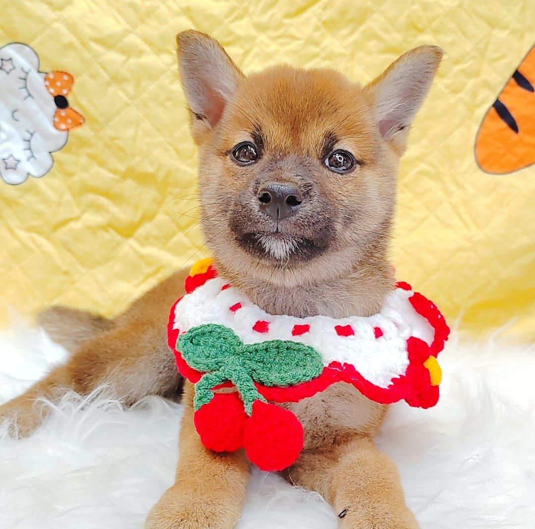 Shiba Inu 柴犬