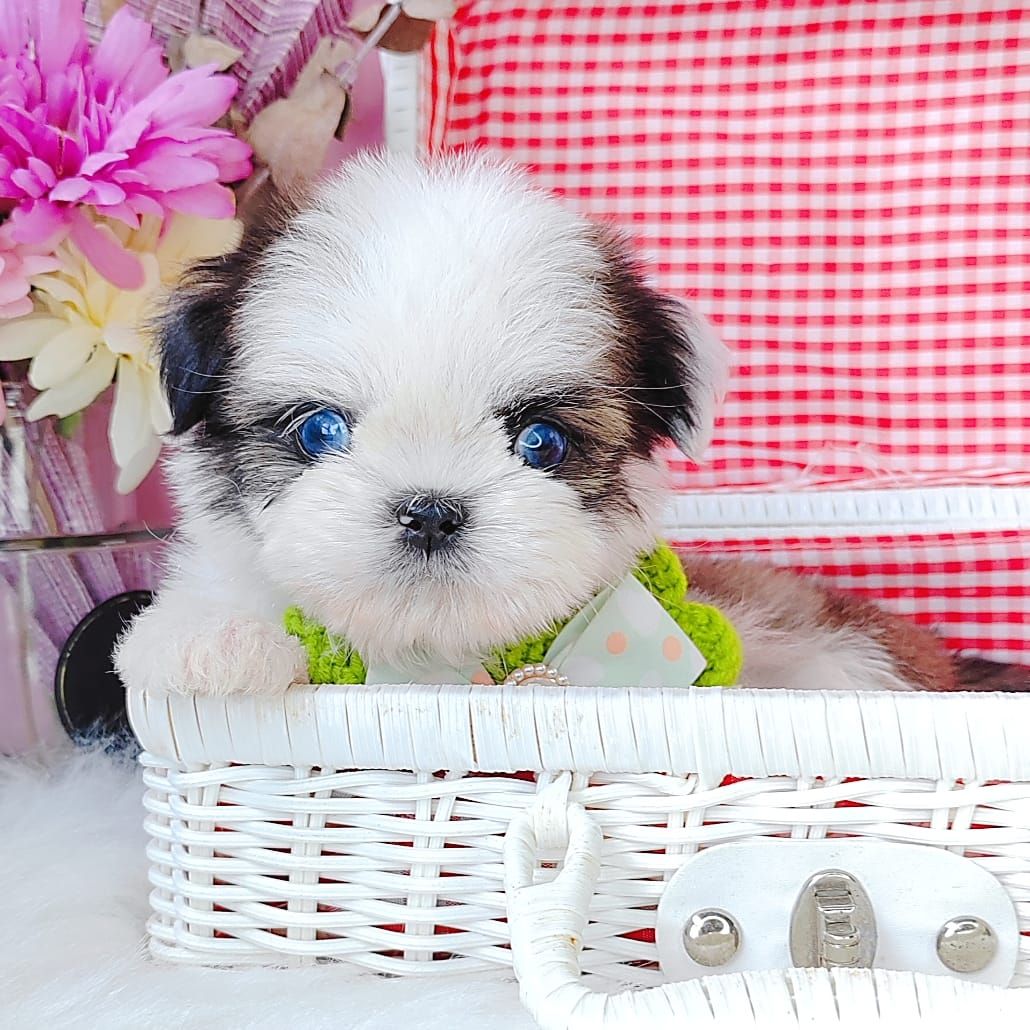 Shih Tzu 西施