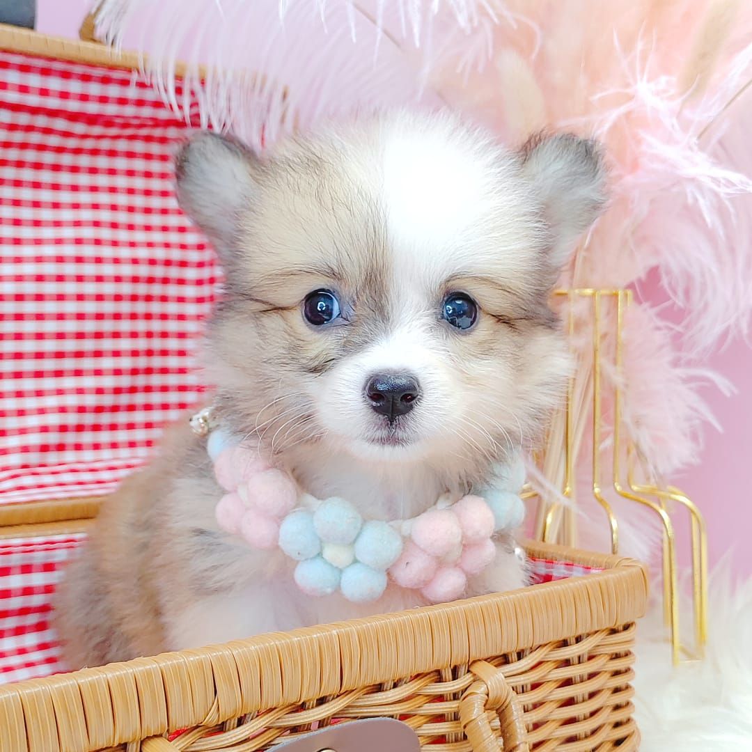 Welsh Corgi 柯基