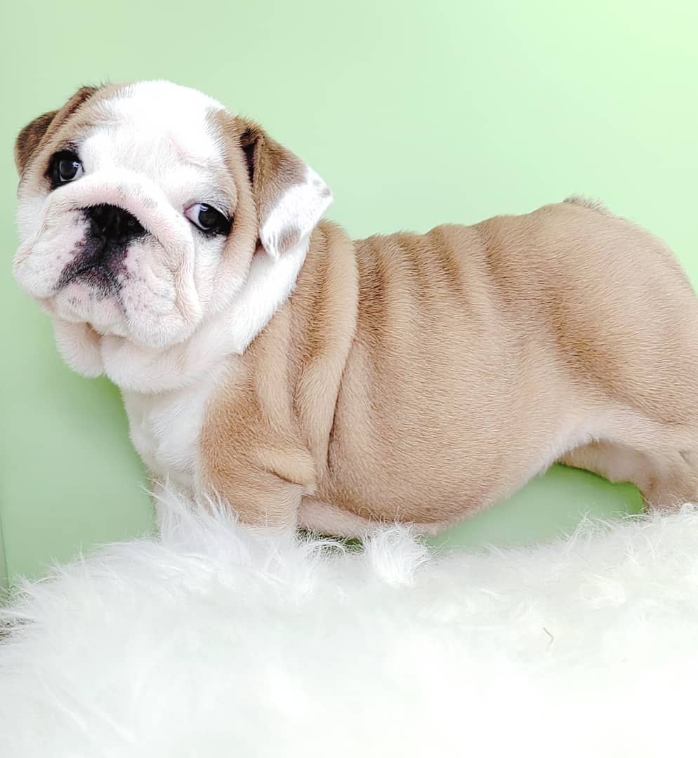 English Bulldog 英国斗牛犬