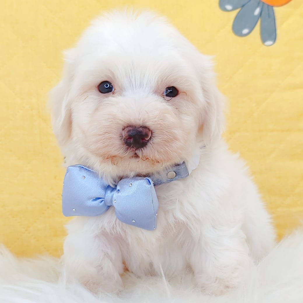 Maltipoo 马尔泰迪