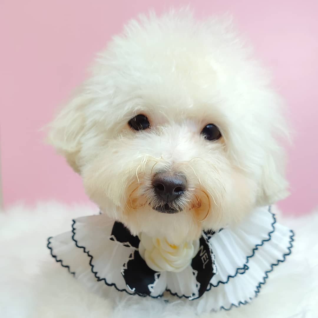 Maltipoo 马尔泰迪