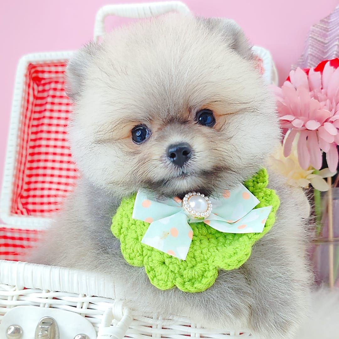Pomeranian 博美