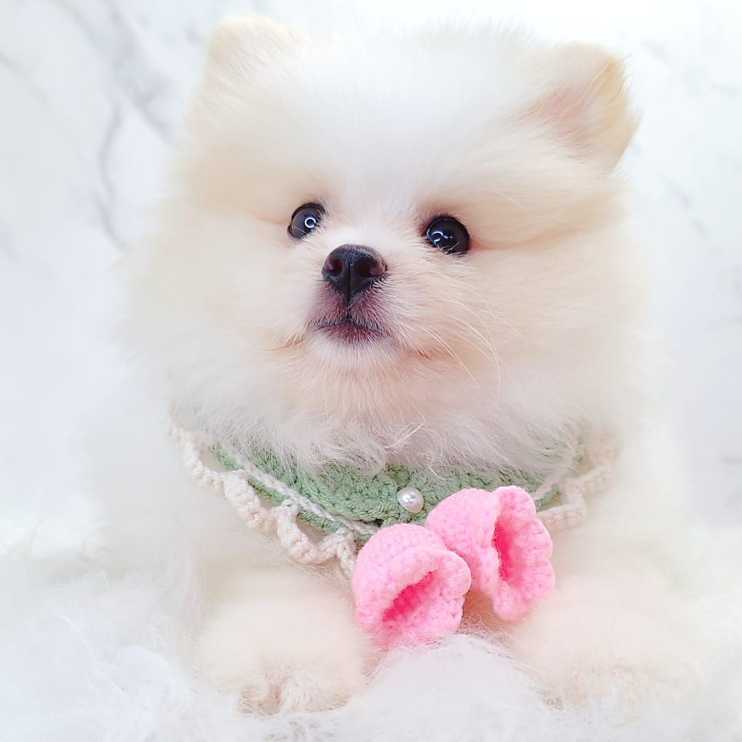 Pomeranian 博美