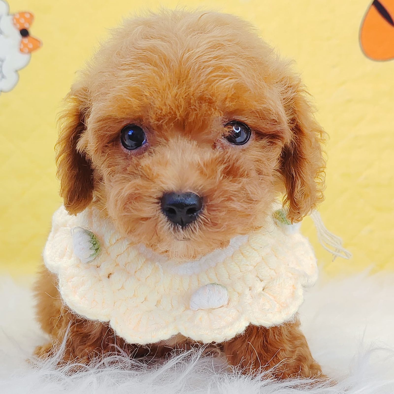 Poodle 璐靛娉拌开
