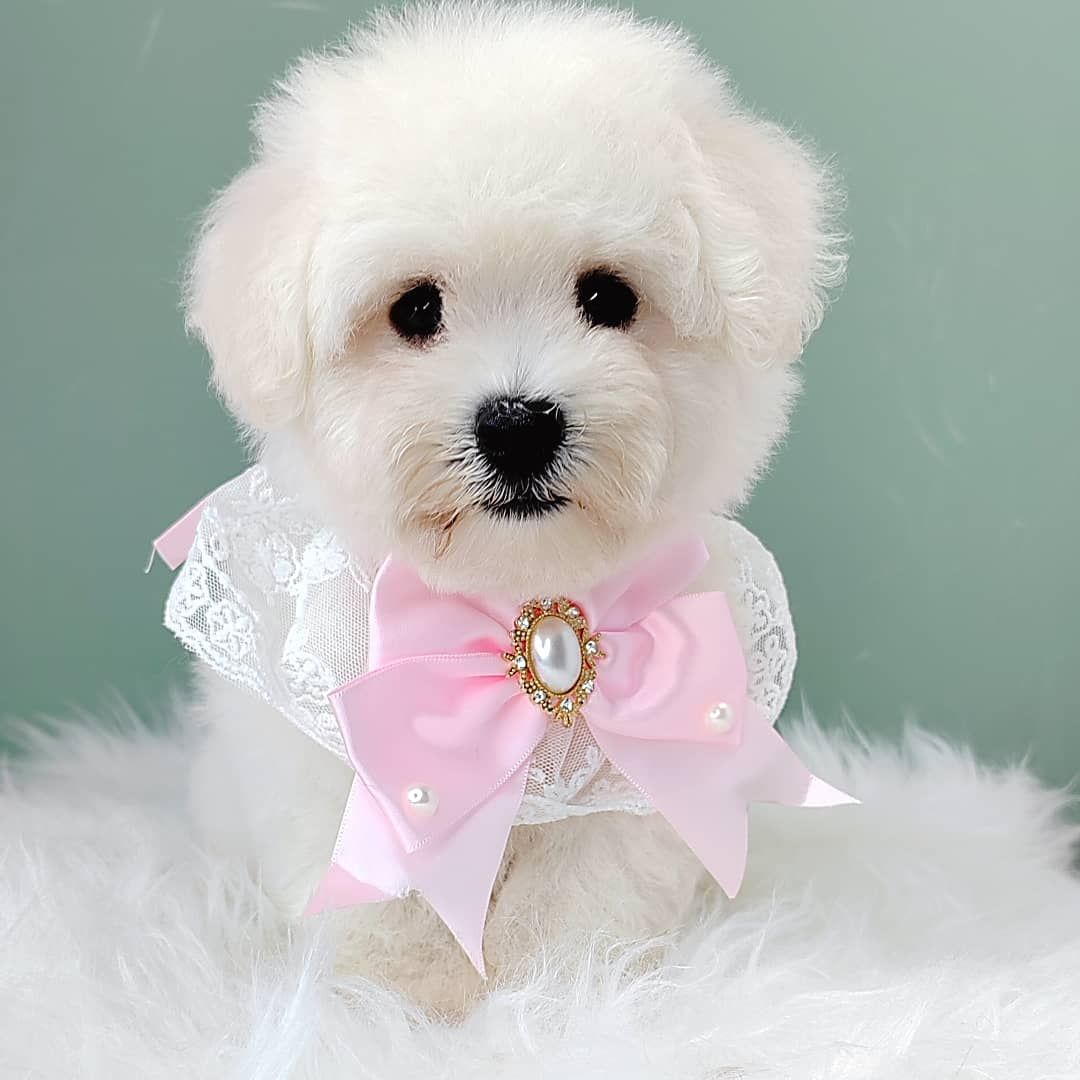 Bichon 比熊